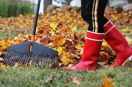 Woman cleaning up fallen leaves with rake, outdoors. Autumn work