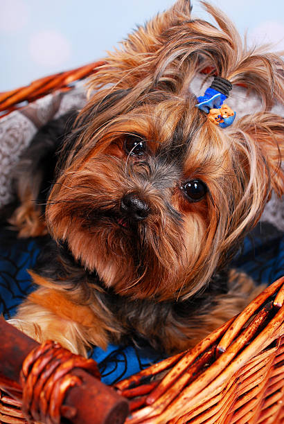 istock lovely Yorkshire dog lying in the basket 174240723