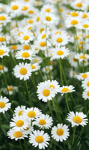 istock Flowers / Meadow / Flower 174240934