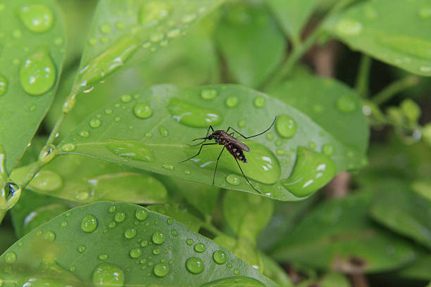 Mosquito Mosquito on green leaf in nature. animal nose photos stock pictures, royalty-free photos & images