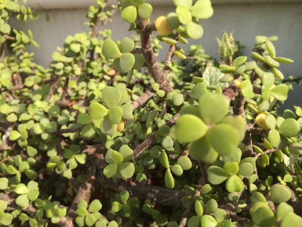 istock Flowering Plant in pot at daylight on terrace 1742409462