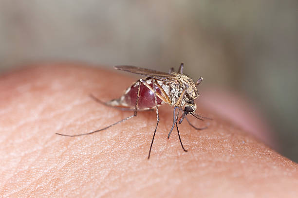 mosquito ssać krew na ludzkie, makro zdjęcia - haustellum zdjęcia i obrazy z banku zdjęć