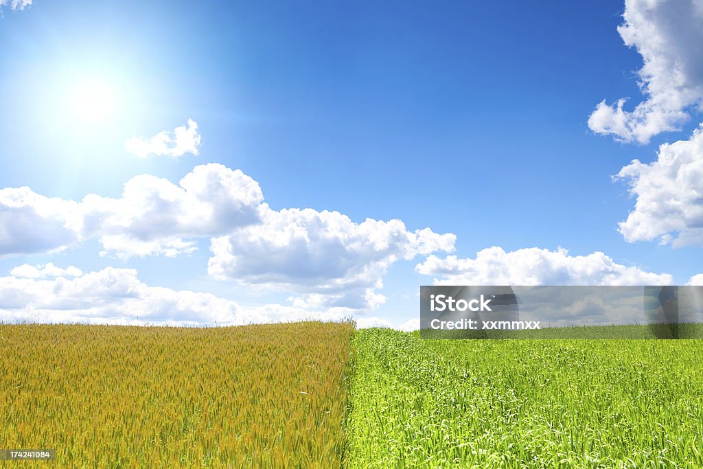 Wheat field Shot of green field with sun on blue sky. This file is cleaned and retouched. Agricultural Field Stock Photo