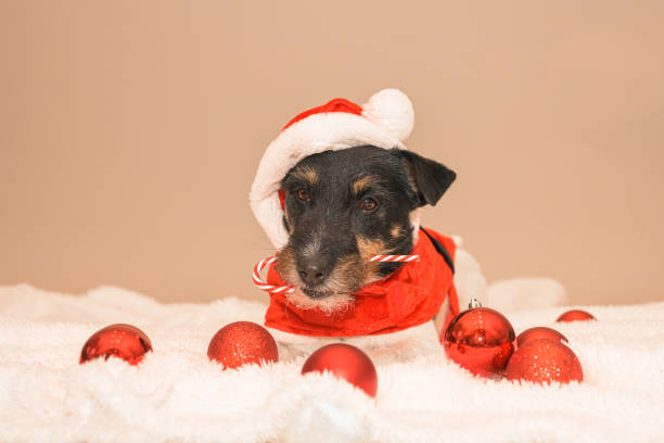 istock little cute Jack Russell Terrier Christmas dog 1742411070