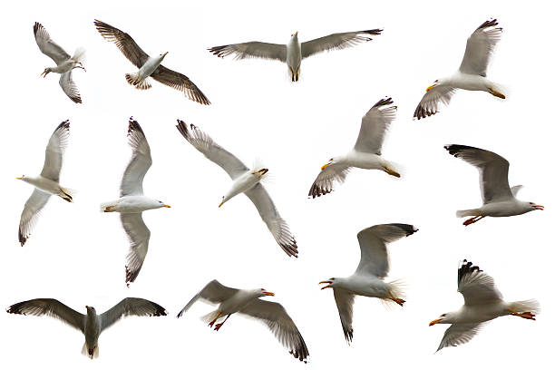 istock Set of sea gulls isolated on white 174241309