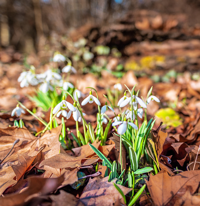 Tiny snowdrops peek out from the soil in a sunlit forest, a welcome sign of spring.
