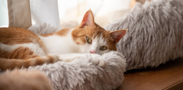 istock Cat relaxing by the window 1742415553