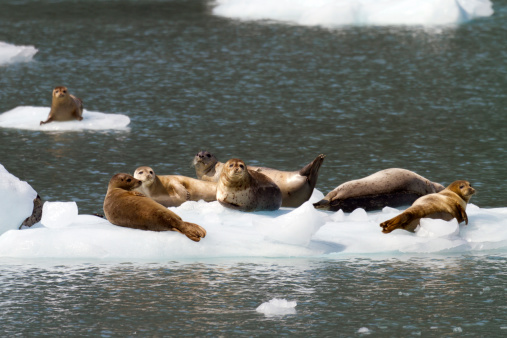 seals on iceberg