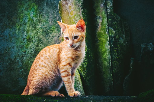 Orange cat sitting on the mossy rock,vintage color tone style.
