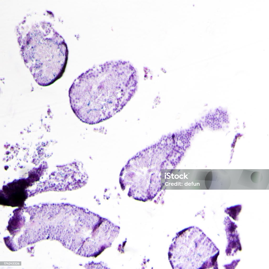 Rata los testículos - Foto de stock de Histología libre de derechos