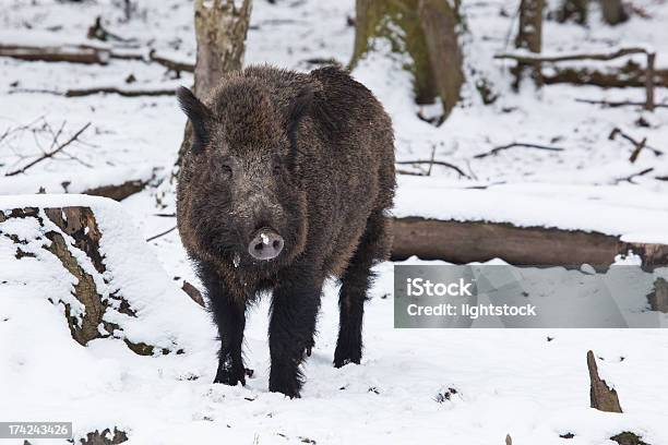 猪冬に - Sowのストックフォトや画像を多数ご用意 - Sow, クローズアップ, ブタ