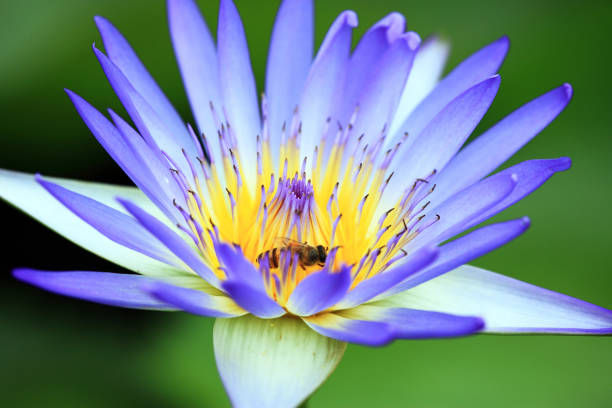 istock pink lotus flower 174243566