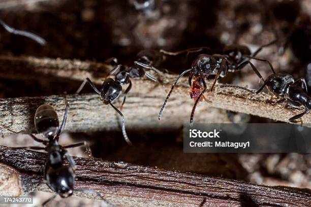 Lasius Niger - zdjęcia stockowe i więcej obrazów Bez ludzi - Bez ludzi, Bliskie zbliżenie, Dzikie zwierzęta