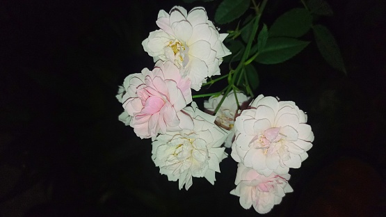 white roses on a black background at night