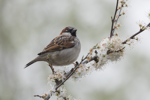 Brown garden sparrow bird with feathers plumped up in the cold weather