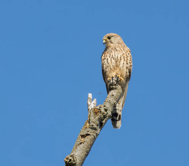 turmfalke - kestrel hawk beak falcon stock-fotos und bilder