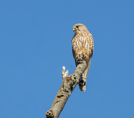 Eurasian Kestrel perched on a high tree branch looking for its prey in car blue sky background