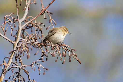 A Chiffchaff perched  on a pussy willow branch in sunshine