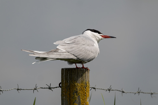 A common tern sitting on a wooden fence post in sunlight