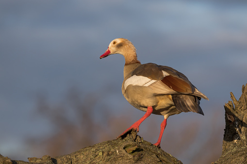An Egyptian Goose standing on a hight tree branch in the early morning sunlight.