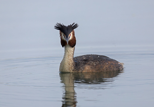 Water bird Great Crested Grebe swimming in the calm lake. The great crested grebe, Podiceps cristatus, is a member of the grebe family of water birds.