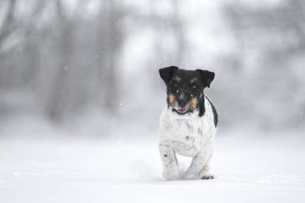 istock Jack Russell Terrier dog is racing fast over a snowy winter path 1742453926