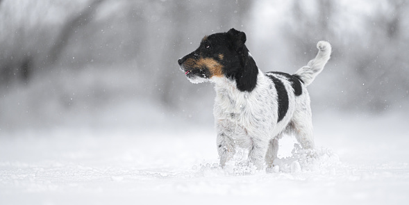 A beautiful Jack Russell Terrier dog ist standing in front of a blurred snowy forest in the season winter