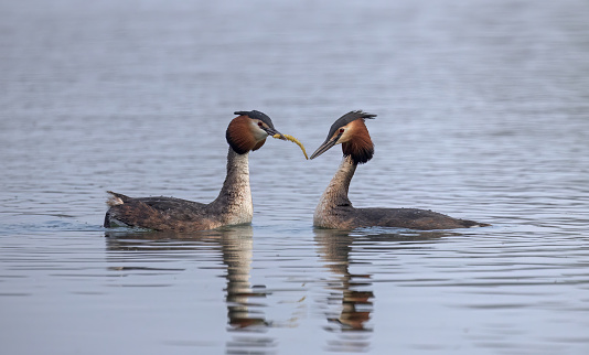 Great Crested Grebes and their annual pairing up ritual