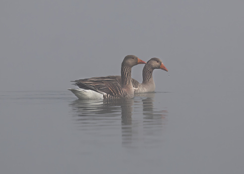 Two Greylag Geese with reflections on a misty morning