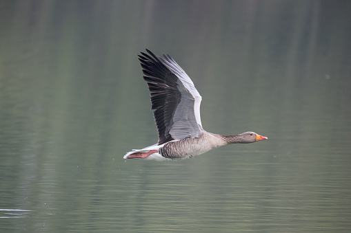 A Greylag Goose inflight with wings spread
