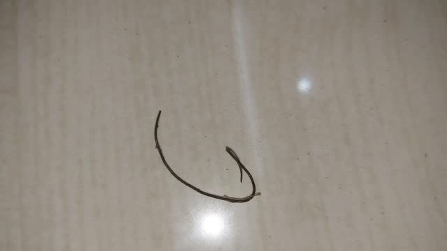Horsehair worm on the floor