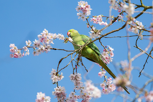 A Ring Necked Parakeet in a Cherry Blossom Tree