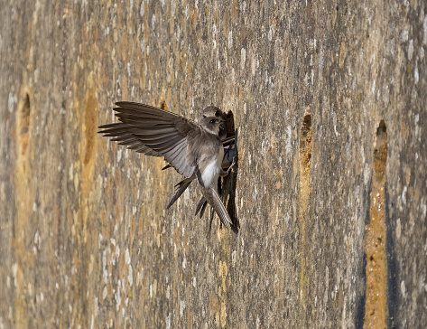 The tiny, brown-and-white sand martin is a common summer visitor to the UK, nesting in colonies on rivers, lakes and flooded gravel pits. It returns to Africa in winter.