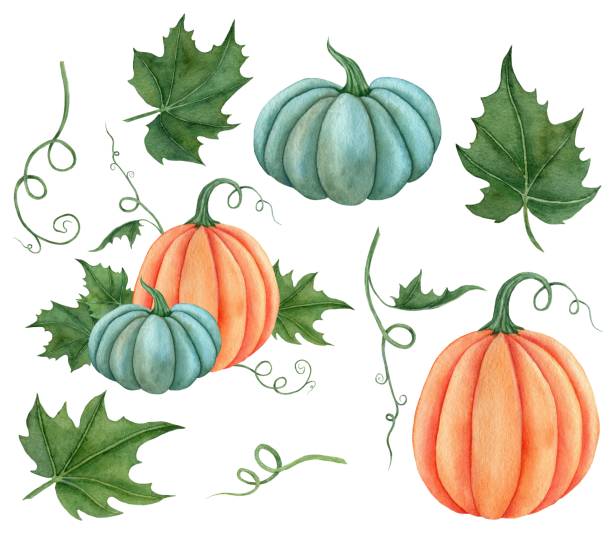 Watercolor set of pumpkins orange, blue colors with leaves. Hand drawn illustration vegetable for the design of signage, agribusiness logo, banner with organic food, healthy brand labels. Watercolor set of pumpkins orange, blue colors with leaves. Hand drawn illustration vegetable for the design of signage, agribusiness logo, banner with organic food, healthy brand labels pumpkin patch watercolor stock illustrations