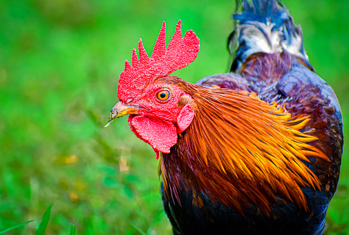 Colorful rooster in the farm, Closeup shot with on green grass background.