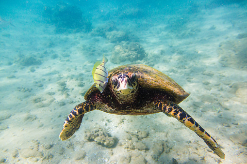 A sea turtle in its natural habitat, swimming gracefully in the clear blue-green waters of the ocean. The turtle’s brown and black shell with a white and black striped neck stands out against the blue-green water, while small yellow fish swim alongside it. The background consists of a sandy ocean floor with small rocks scattered about. The photo was taken from an underwater perspective, with the turtle swimming towards the camera with its head slightly tilted upwards.
