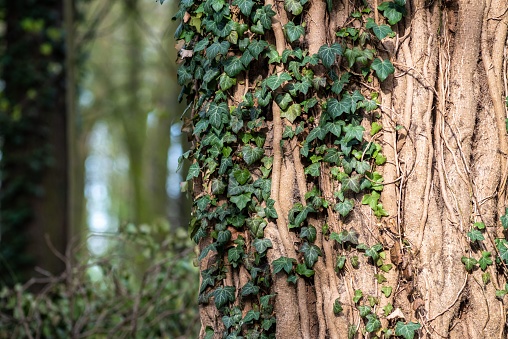 An aged tree trunk, displaying a lush green covering of ivy growth.