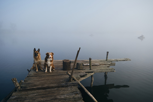 Two beautiful purebred dogs sit on a wooden pier on a foggy autumn morning over a lake or river. German and Australian Shepherd travelers. A trip and adventures with pets. Peaceful landscape
