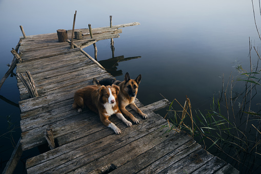 Two beautiful purebred dogs lie on a wooden pier on a foggy autumn morning over a lake or river. German and Australian Shepherd travelers. A trip and adventures with pets. Top view