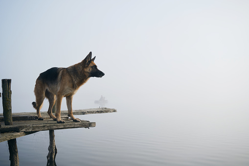Dog stands on wooden pier on a foggy autumn morning over a lake or river. German Shepherd poses standing on the edge of the bridge. Peaceful landscape. Behind the silhouette of a fisherman in a boat