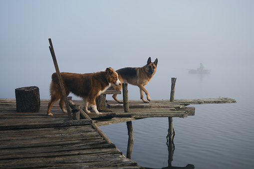 Two beautiful purebred dogs walk on a wooden pier on a foggy autumn morning over a lake or river. German and Australian Shepherd travelers. A trip and adventures with pets. Peaceful landscape