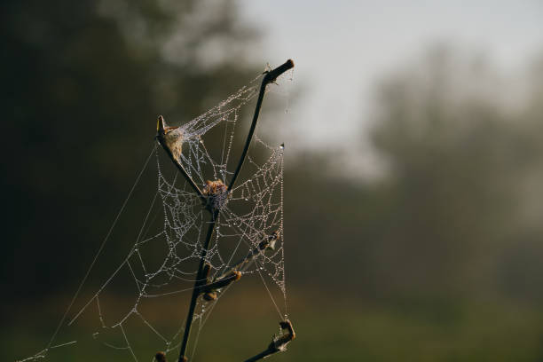 istock Dew on cobweb on blurred background of plants in the autumn. Spider web with water drops in morning sunrise. Concept of nature and the environment in the fields in the village. 1742486644