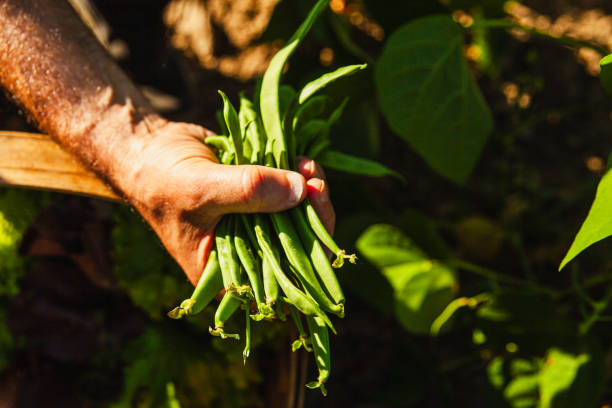 detail of a man hand with a handful of green vegetables from the garden in springtime
