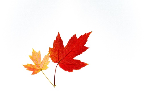 Two maple leaves yellow and red isolated on white background.Isolated leaves.Copy space .Autumn red and yellow leaves on white background, top view