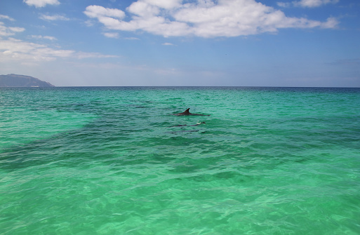 The dolphin in Shuab bay of Socotra island, Indian ocean, Yemen