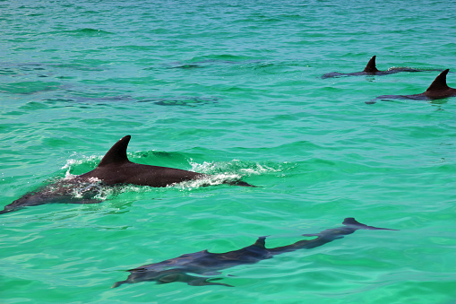 Stunning view of a pod of dolphins right in the harbor of MaceiÃ³, Alagoas state, Brazil