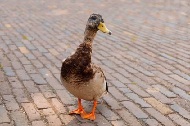 istock A curious duck walks along the pavement. 1742506623