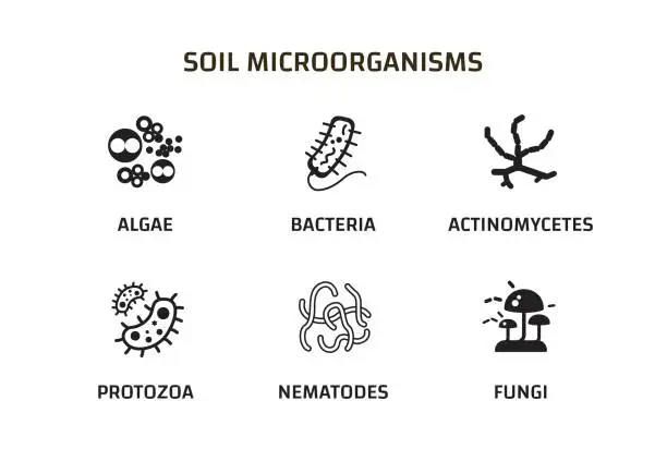 Vector illustration of Soil Microorganisms that reproduce in the soil. Soil biology. bacteria, fungi, algae, protozoa, nematodes, actinomycetes