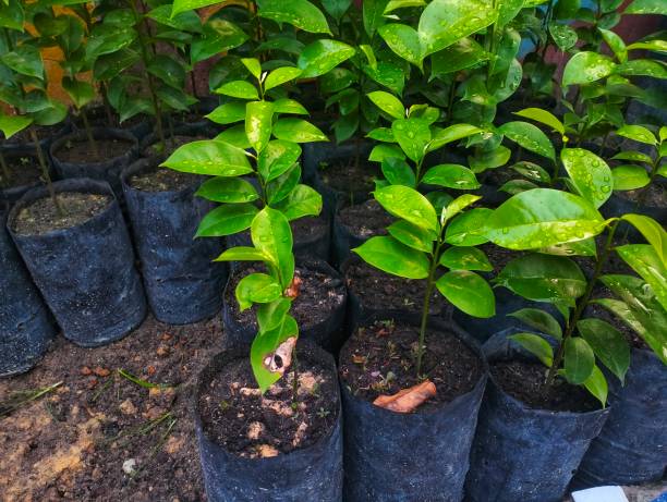 istock soursop seeds in polybags for sale 1742507855