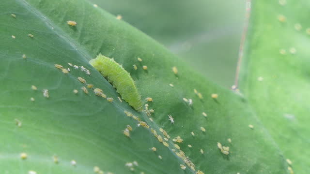 Green caterpillar crawling on green leaf.